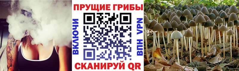 Галлюциногенные грибы мицелий закладки Гусь-Хрустальный